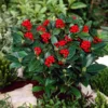Skimmia (Skimmia Japonica 'Olympic Flame') -Tuin Glimmer Verkoop visi66678 1