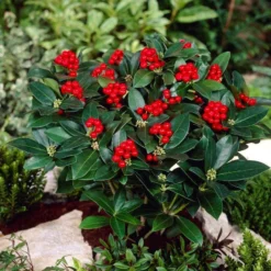 Skimmia (Skimmia Japonica 'Olympic Flame')