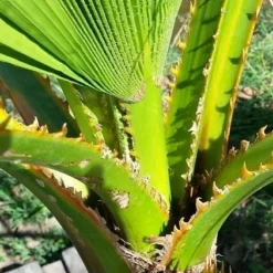 Washingtonia (Washingtonia Robusta) -Tuin Glimmer Verkoop washingtoniarobusta04