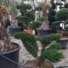 Taxus Als Bonsai (Taxus Baccata) -Tuin Glimmer Verkoop whatsapp image 2021 10 04 at 11.54.17