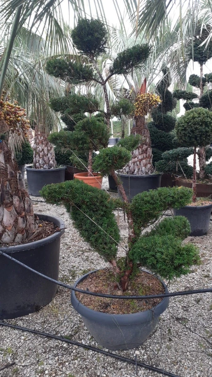 Taxus Als Bonsai (Taxus Baccata) 3 Taxus Als Bonsai (Taxus Baccata)