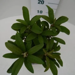 Rhododendron (Rhododendron 'Wilgen's Ruby') 22 Rhododendron (Rhododendron 'Wilgen's Ruby') -Tuin Glimmer Verkoop wilgens ruby c2 boven