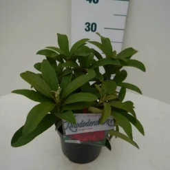 Rhododendron (Rhododendron 'Wilgen's Ruby') 24 Rhododendron (Rhododendron 'Wilgen's Ruby') -Tuin Glimmer Verkoop wilgens ruby c2 zij