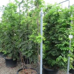 Blauwe Regen Als Leivorm (Wisteria Brachybotrys 'Yokohama Fuji') -Tuin Glimmer Verkoop wisteria 110x180 leivorm 1