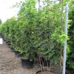 Blauwe Regen Als Leivorm (Wisteria Brachybotrys 'Yokohama Fuji') -Tuin Glimmer Verkoop wisteria 110x180 leivorm 2