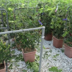 Blauwe Regen Als Leivorm (Wisteria Brachybotrys 'Yokohama Fuji') -Tuin Glimmer Verkoop wisteria 52x110 leivorm 1