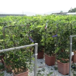 Blauwe Regen Als Leivorm (Wisteria Brachybotrys 'Yokohama Fuji') -Tuin Glimmer Verkoop wisteria 52x110 leivorm 2