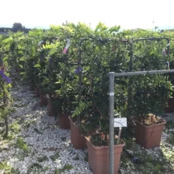 Blauwe Regen Als Leivorm (Wisteria Brachybotrys 'Yokohama Fuji') -Tuin Glimmer Verkoop wisteria lage leivorm c18 1