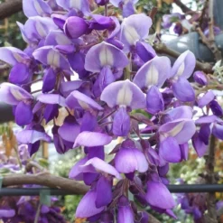 Blauwe Regen Als Leivorm (Wisteria Brachybotrys 'Yokohama Fuji') -Tuin Glimmer Verkoop wisteria yokohama fji
