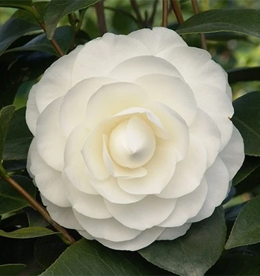 Tuin Glimmer Verkoop -Tuin Glimmer Verkoop camellia white p