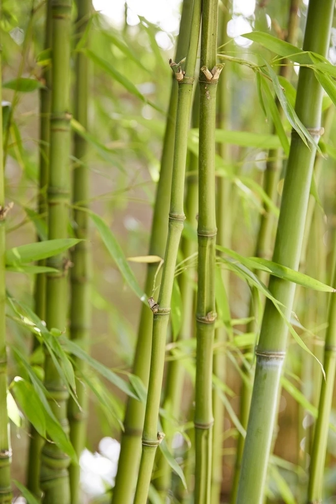 Tuin Glimmer Verkoop -Tuin Glimmer Verkoop phyllostachys aurea 1